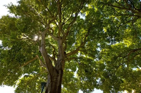 Green forest background Stock Photos