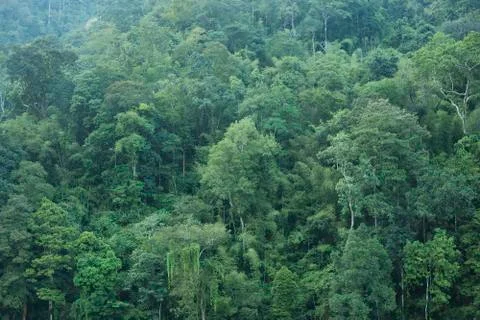 Green forest background Stock Photos