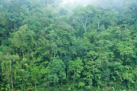 Green forest background Foto stock