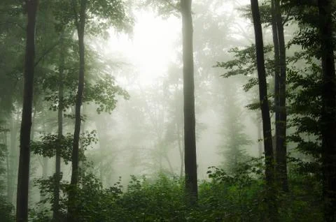 Green forest background Stock Photos