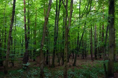 Green forest background Foto stock