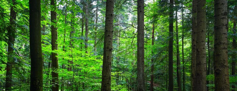 Green forest background Stock Photos