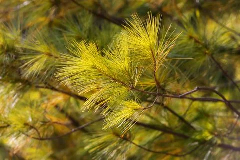Green forest background of pine needles Foto stock
