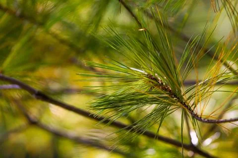 Green forest background of pine needles Stock Photos