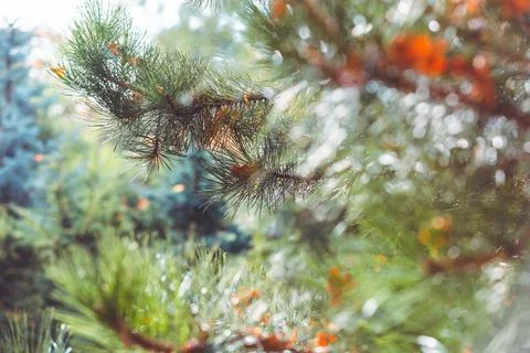 Green forest background of pine needles Stock-Fotos