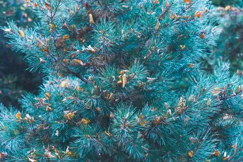 Green forest background of pine needles Stock Photos