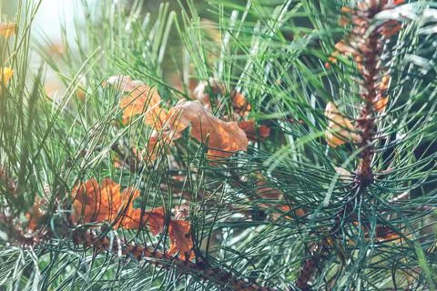 Green forest background of pine needles Foto stock