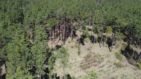 Green forest background. Shooting with a quadcopter. Stock Footage 194690549