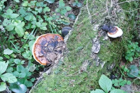 Green forest background with two orange mashrooms on the old tree trunk cower Stock Photos