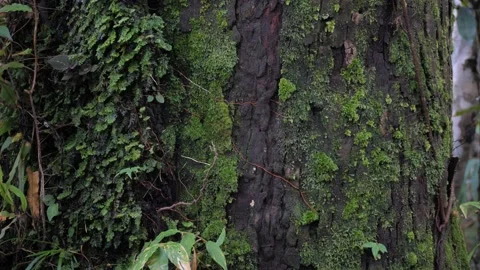 Green forest background,Tree trunk covered with lichen and green moss, Stock Footage 140763109