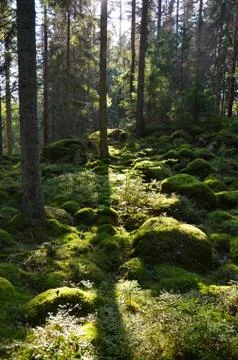 Green forest in backlighting Stock Photos