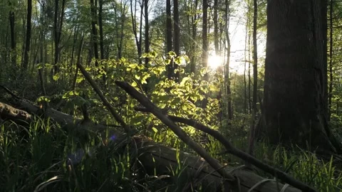 Green forest with backlit sun, parallax camera movement, 4K Stock-Footage 320157342