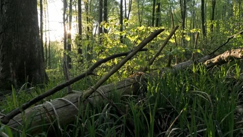 Green forest with backlit sun, parallax camera movement, 4K Stock-Footage 320157348