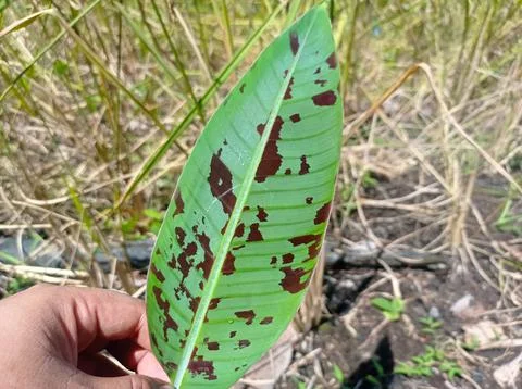 Green forest banana leaf texture with dark red pattern Foto stock