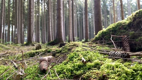 Green forest - a beautiful timelapse of mossy trees while the shadows of the Stock Footage 116558151