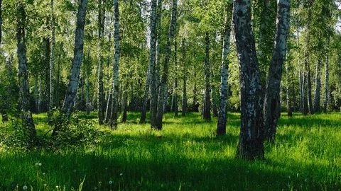 Green Forest, birch Grove. Stock Footage 109212912
