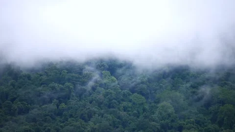 Green forest blanketed by a layer of mist, capturing the beauty of nature Stock Footage 285421733