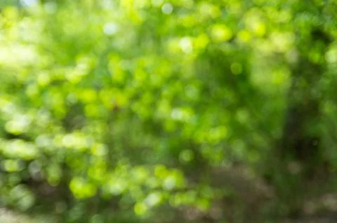 Green Forest Bokeh Background with Sunlight Stock Photos