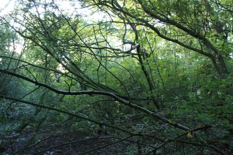 Green forest branches Stock Photos