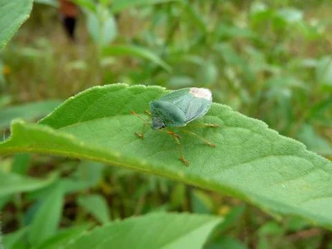 Green forest bug Stock Photos
