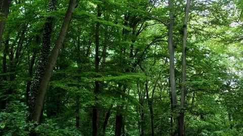 Green Forest. Camera Movement Inside The Forest. Stock Footage 108368759