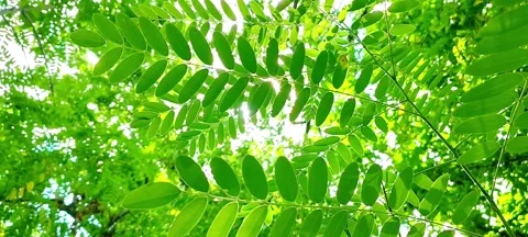 Green Forest Canopy and Sunlight Filtering Through Leaves Stock-Footage 342028829