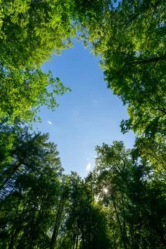 Green Forest Canopy Blue Sky View From Below Photo Stock Photos