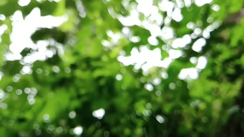 Green Forest Canopy Bokeh Light Effect Stock-Footage 347701867