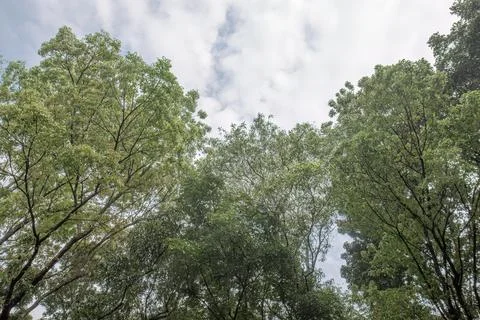 Green forest canopy framing a cloudy sky from below Stock Photos