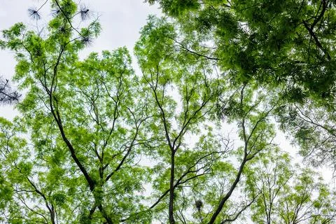 Green forest canopy looking up through fresh leaves against overcast sky. Fotos de archivo
