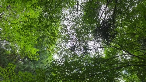 Green Forest Canopy Naturally Framing Bright Sky from Below Видео 344863762