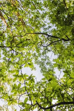 Green forest canopy Foto stock