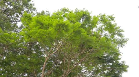 Green forest canopy Stock Photos