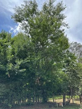 Green forest canopy Stock Photos