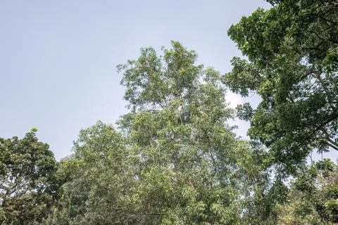 Green Forest Canopy Skyline Beneath a Clear Blue Sky. Stock Photos