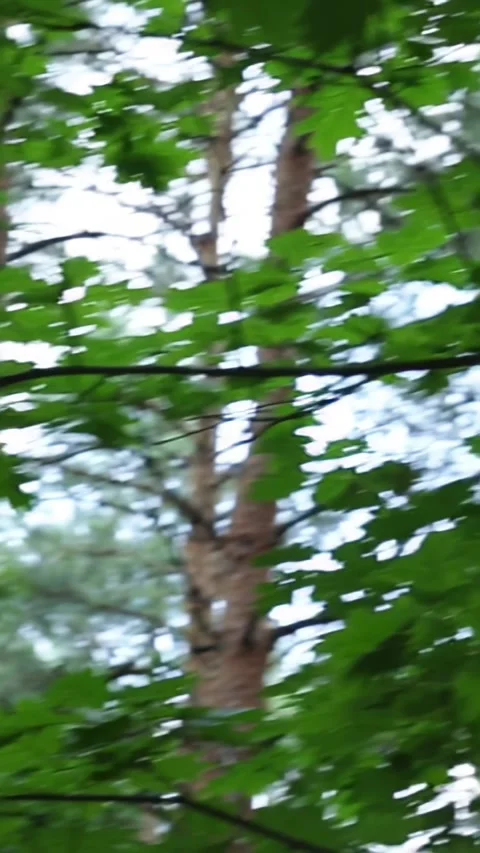 Green forest canopy with swaying tree branches in natural light Stock Footage 312713121