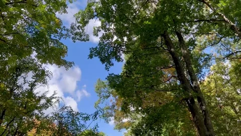 Green Forest Canopy Swaying in Wind Against Sky Stock Footage 347097299