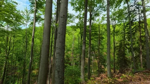 Green forest canopy sways gently with breeze. Jastrebac Mountain, Serbia. Stock Footage 336024560