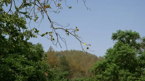 Green Forest Canopy View Framed Through Tree Branches In 4K Vidéo 346367489