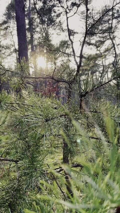 Green Forest Clearing with Grass and Trees Natural Landscape Stock Footage 340163084