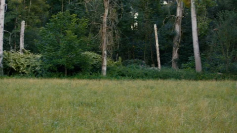 Green forest clearing with trees and grass in peaceful rural landscape 库存影片 329197813