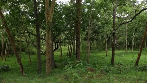 Green forest close view, Green grass in the forest Video stock 156961385