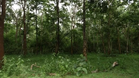 Green forest close view, Green grass in the forest Vídeo Stock 156961655