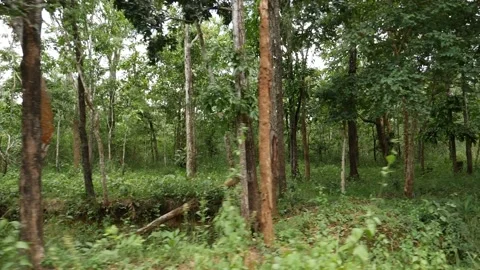 Green forest close view, Green grass in the forest Stock Footage 156964573
