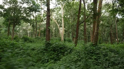 Green forest close view, Green plants in the forest Vídeo Stock 156965034