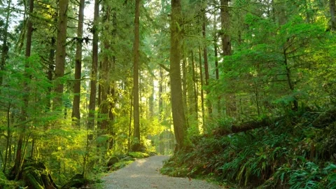 Green Forest Closeup View Stock Footage 304064566