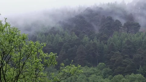 Green forest with clouds Video stock 196869799