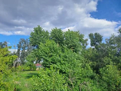 Green forest cloudy sky Stock Photos