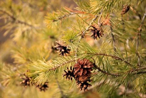 Green forest cluse-up Stock Photos
