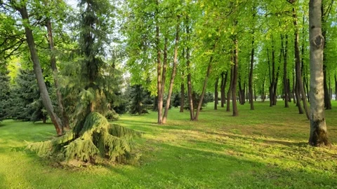 Green forest with coniferous and deciduous trees Stockbeeldmateriaal 195937598